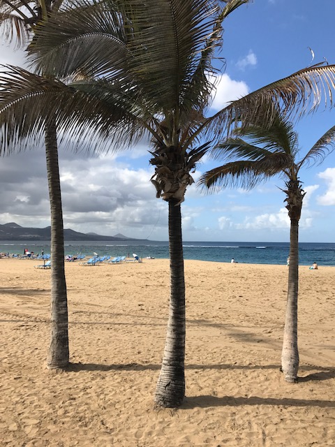 Wenn der Wind wedelt...