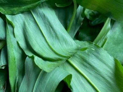 Bärlauch neben der&nbsp;Küche